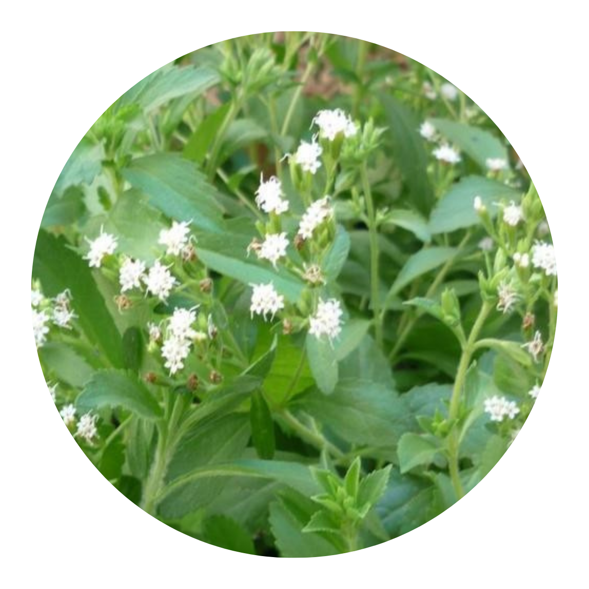 Stévia Folha Doce (Stevia rebaudiana Bertoni)