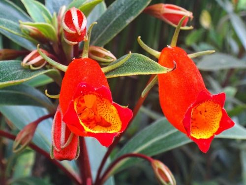 Semânia Gloxinia sylvatica no Saquinho — foto 3