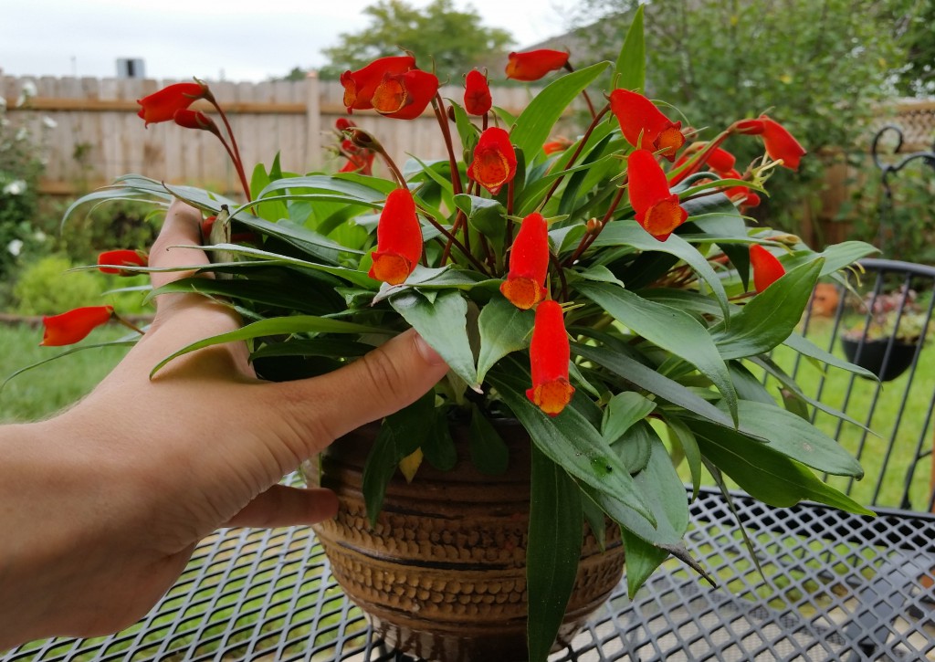 Semânia Gloxinia sylvatica no Saquinho — foto 5