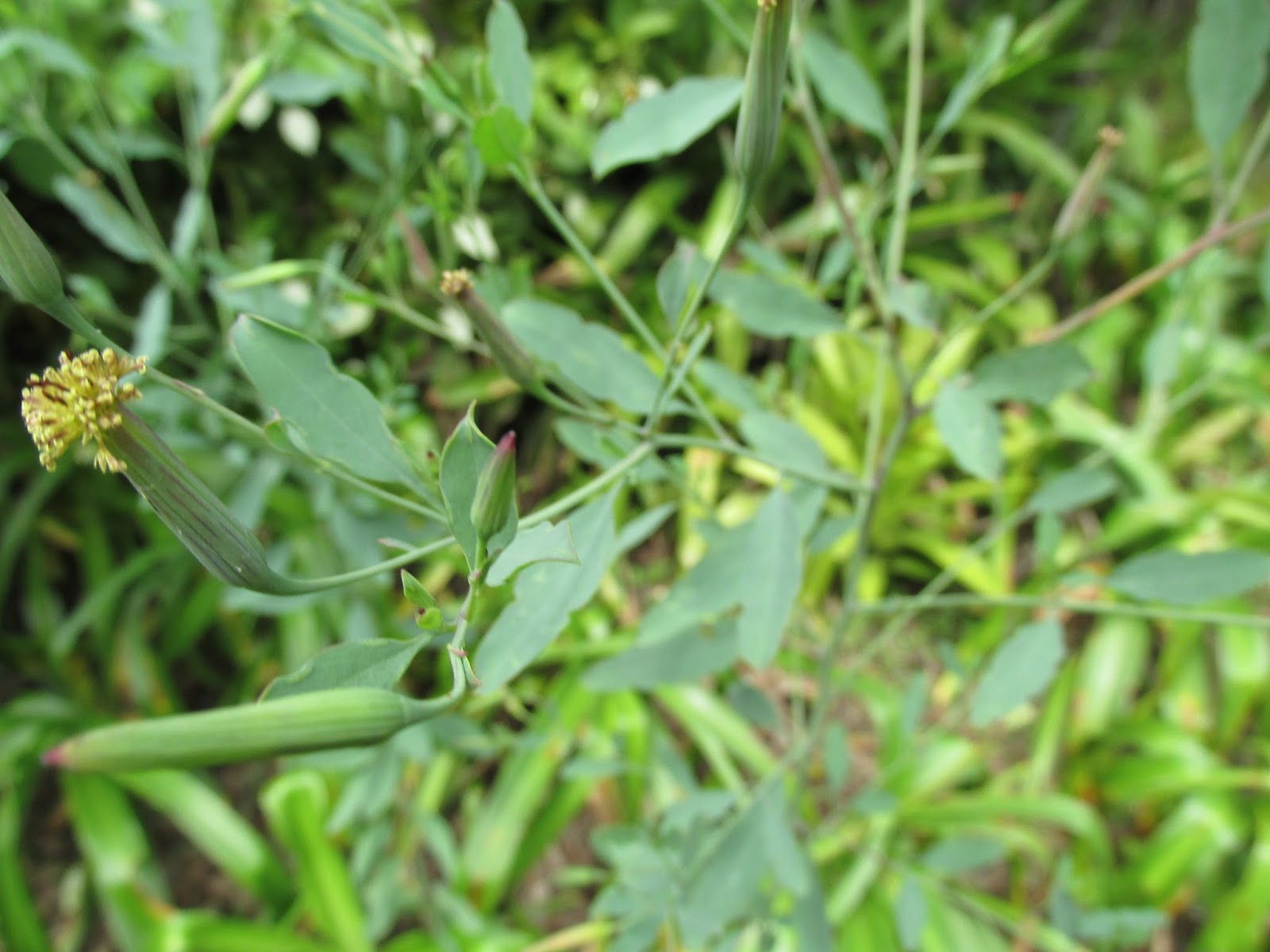 Arnica-paulista ou couve-cravinho (Porophyllum ruderale) — foto 2