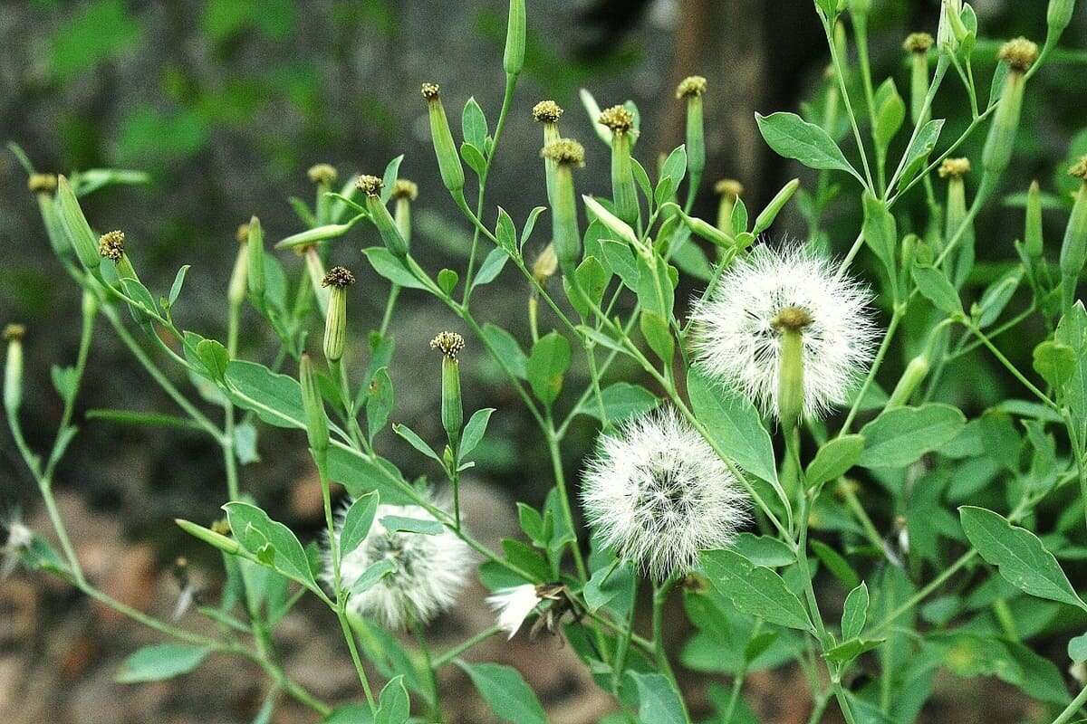 Arnica-paulista ou couve-cravinho (Porophyllum ruderale) — foto 3