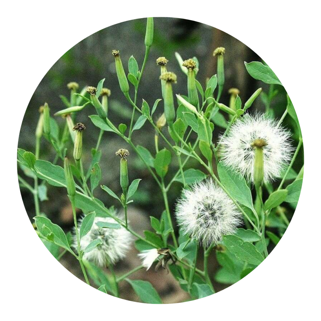 Arnica-paulista couve-cravinho Porophyllum ruderale