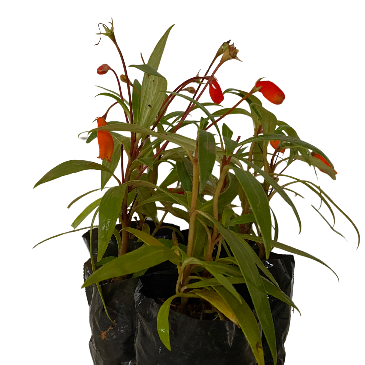 Semânia Gloxinia sylvatica no Saquinho — foto 2