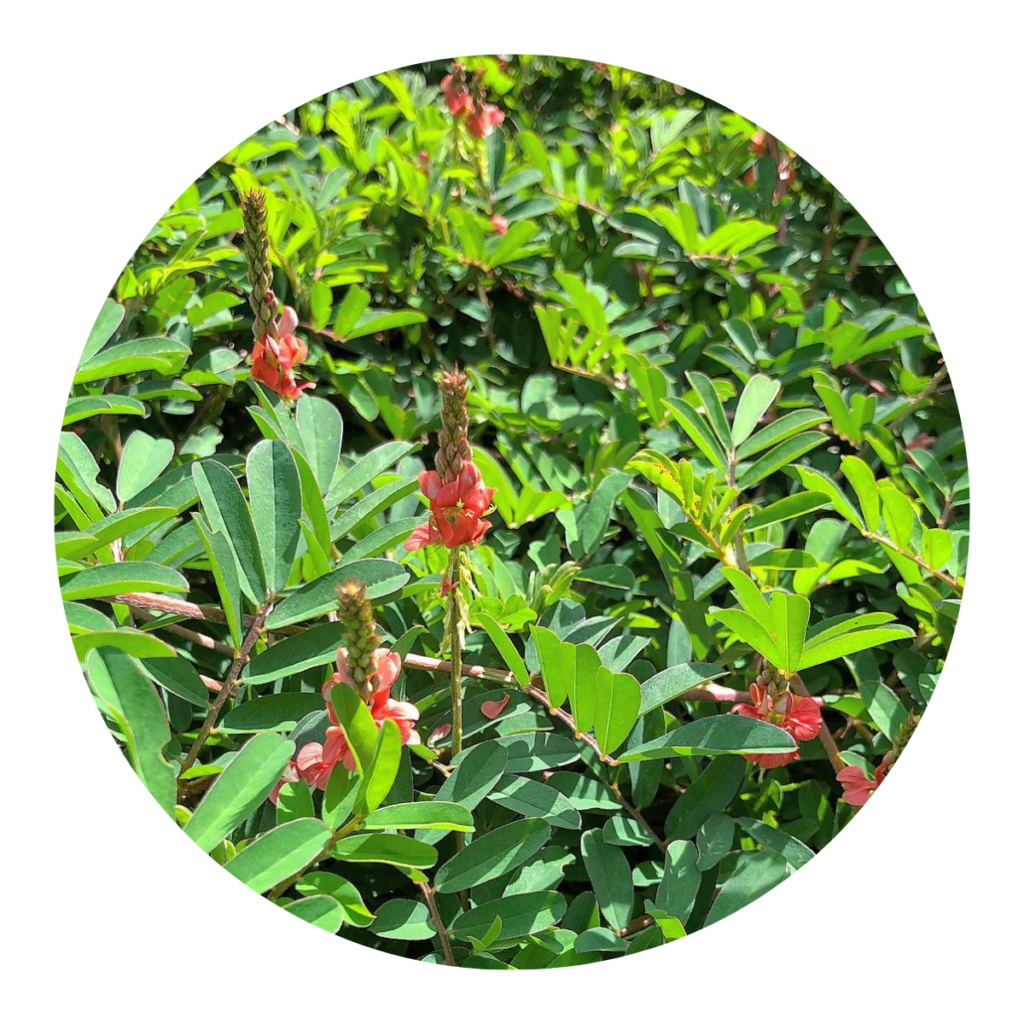 Anil de Gramado (Indigofera campestris)