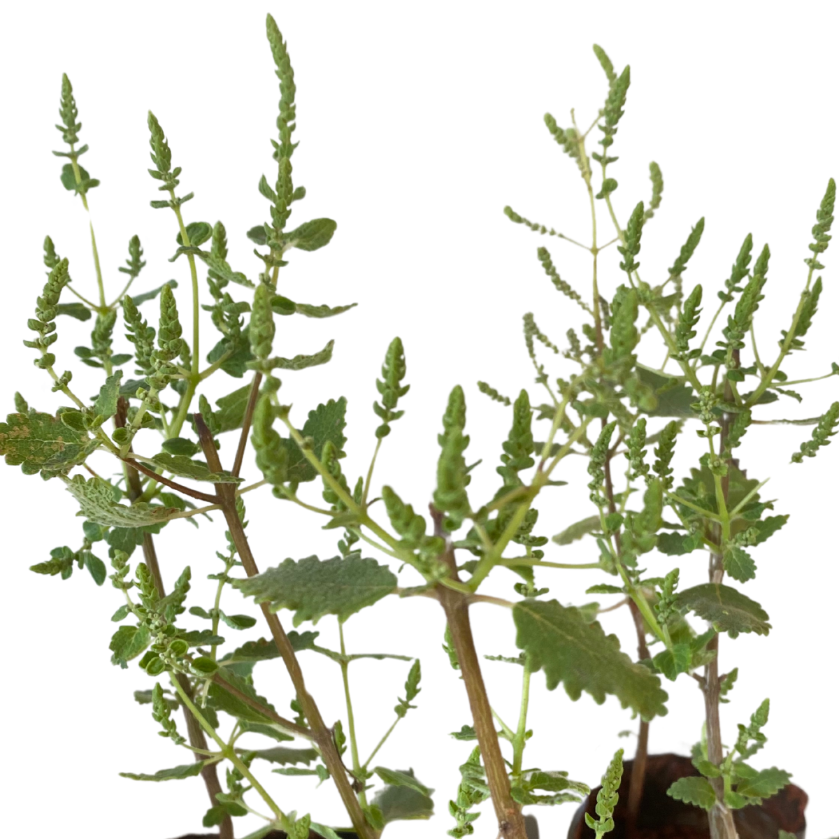 Incenso (Tetradenia riparia) muda no Saquinhos — foto 3