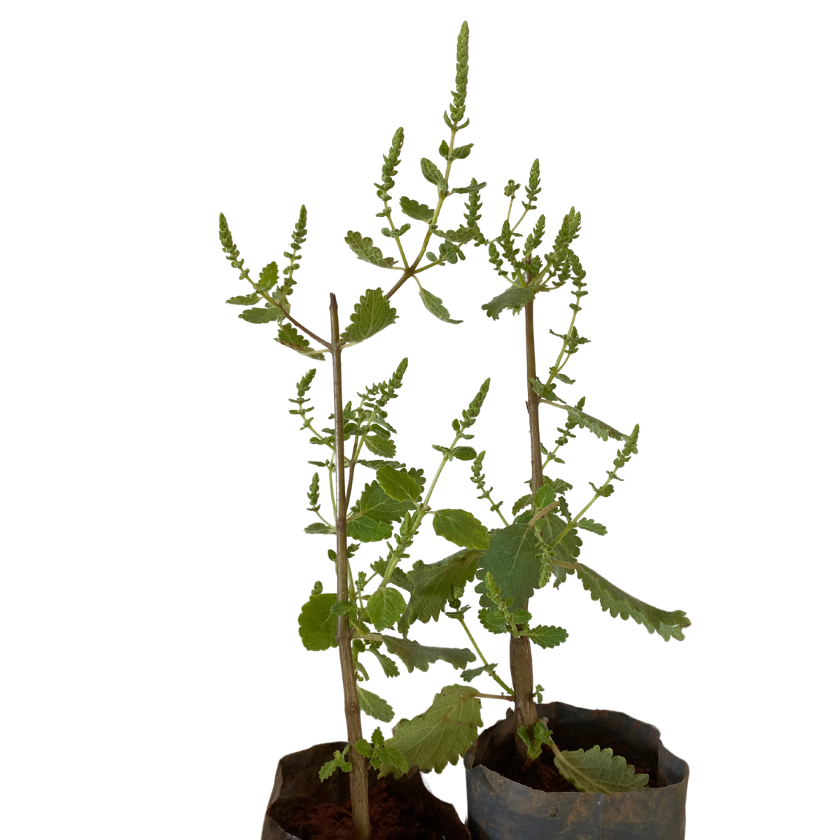 Incenso (Tetradenia riparia) muda no Saquinhos