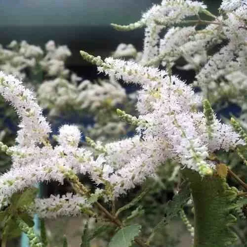 Incenso (Tetradenia riparia) muda no Saquinhos — foto 7