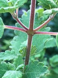 Incenso (Tetradenia riparia) muda no Saquinhos — foto 8