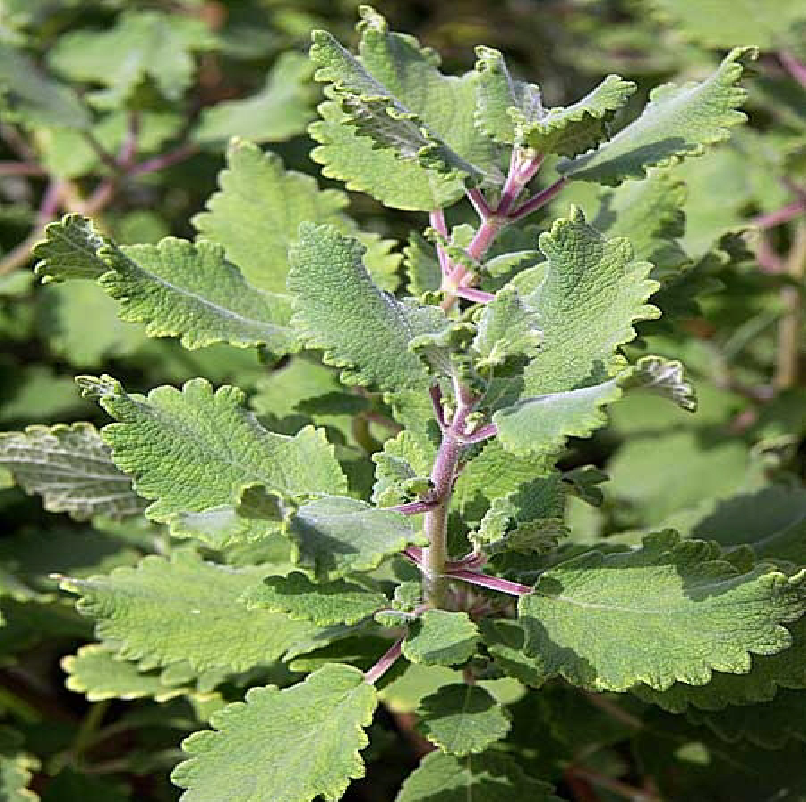Incenso (Tetradenia riparia) muda no Saquinhos — foto 6