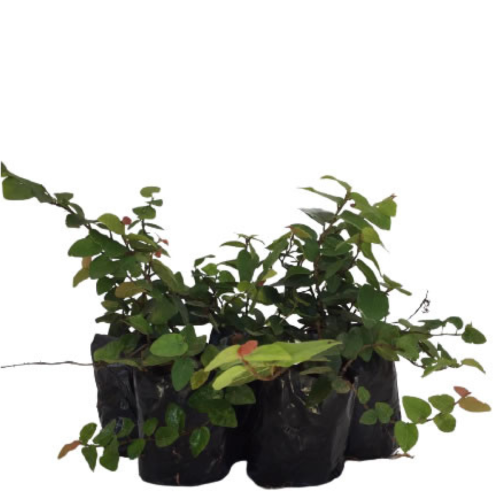 Unha de Gato Trepadeira (ficus pumila) no Saquinho
