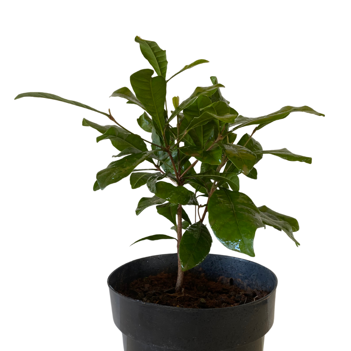 Fruta do Milagre Synsepalum dulcificum Pote 15 - Imagem 5