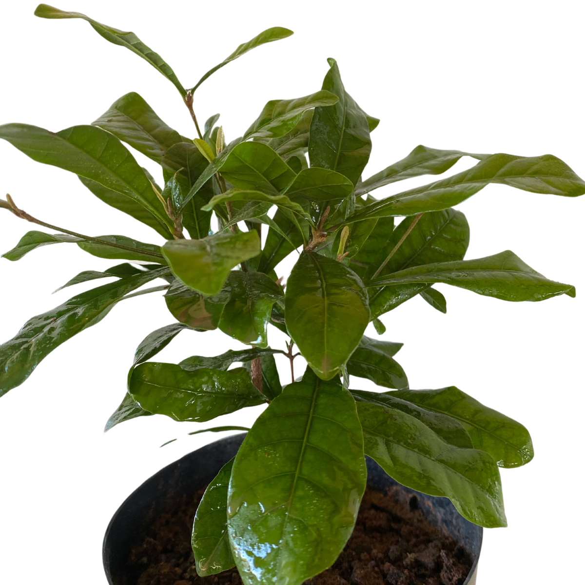 Fruta do Milagre Synsepalum dulcificum Pote 15 - Imagem 4