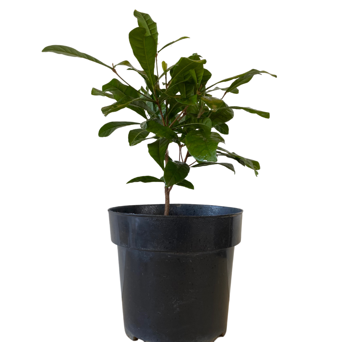 Fruta do Milagre Synsepalum dulcificum Pote 15 - Imagem 2