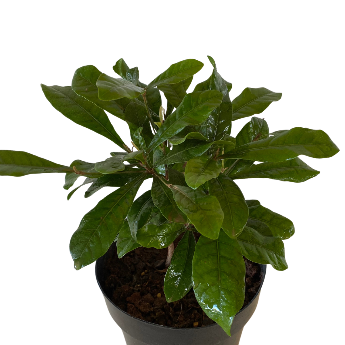 Fruta do Milagre Synsepalum dulcificum Pote 15 - Imagem 3