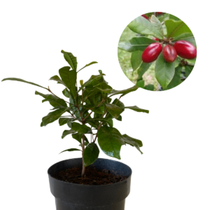 Fruta do Milagre Synsepalum dulcificum Pote 15