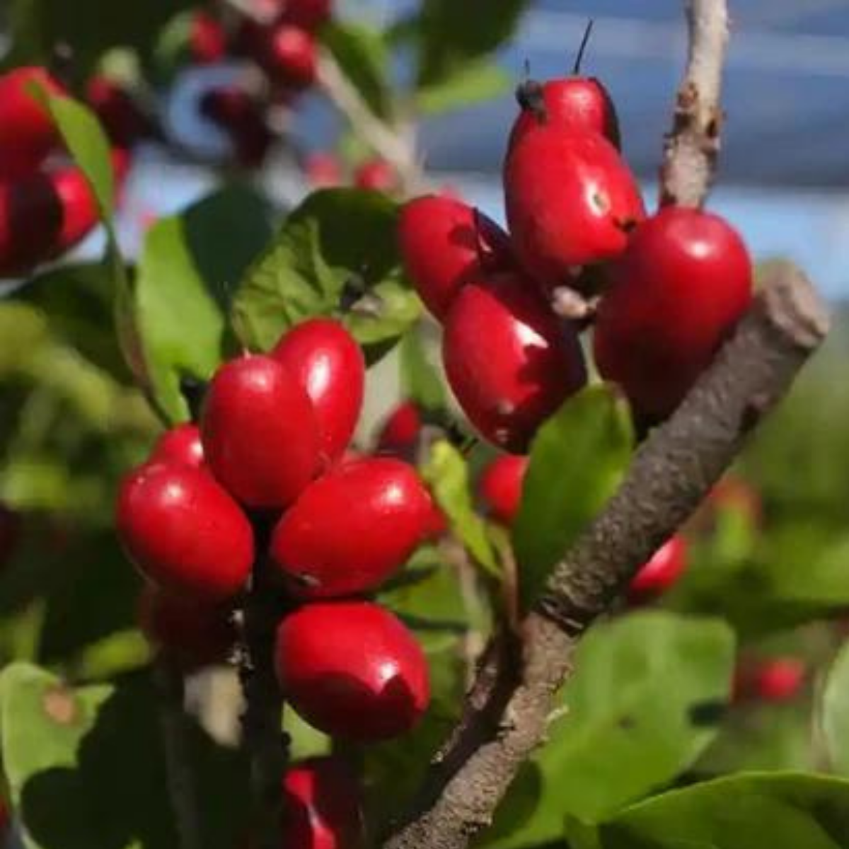 Fruta do Milagre Synsepalum dulcificum Pote 15 - Imagem 6