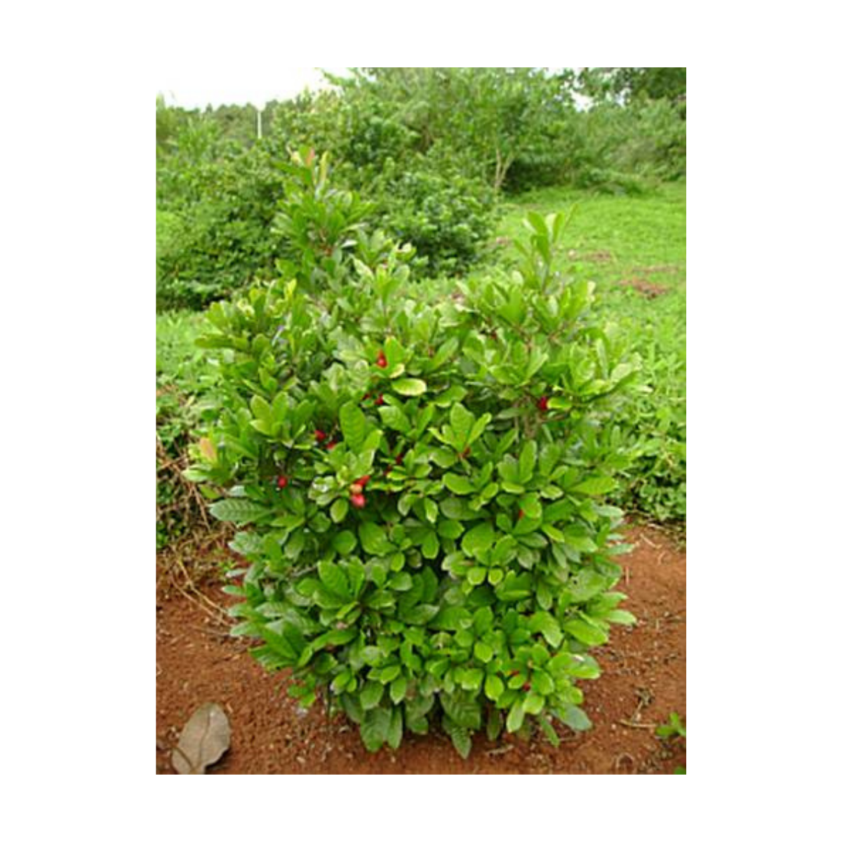 Fruta do Milagre Synsepalum dulcificum Pote 15 - Imagem 8