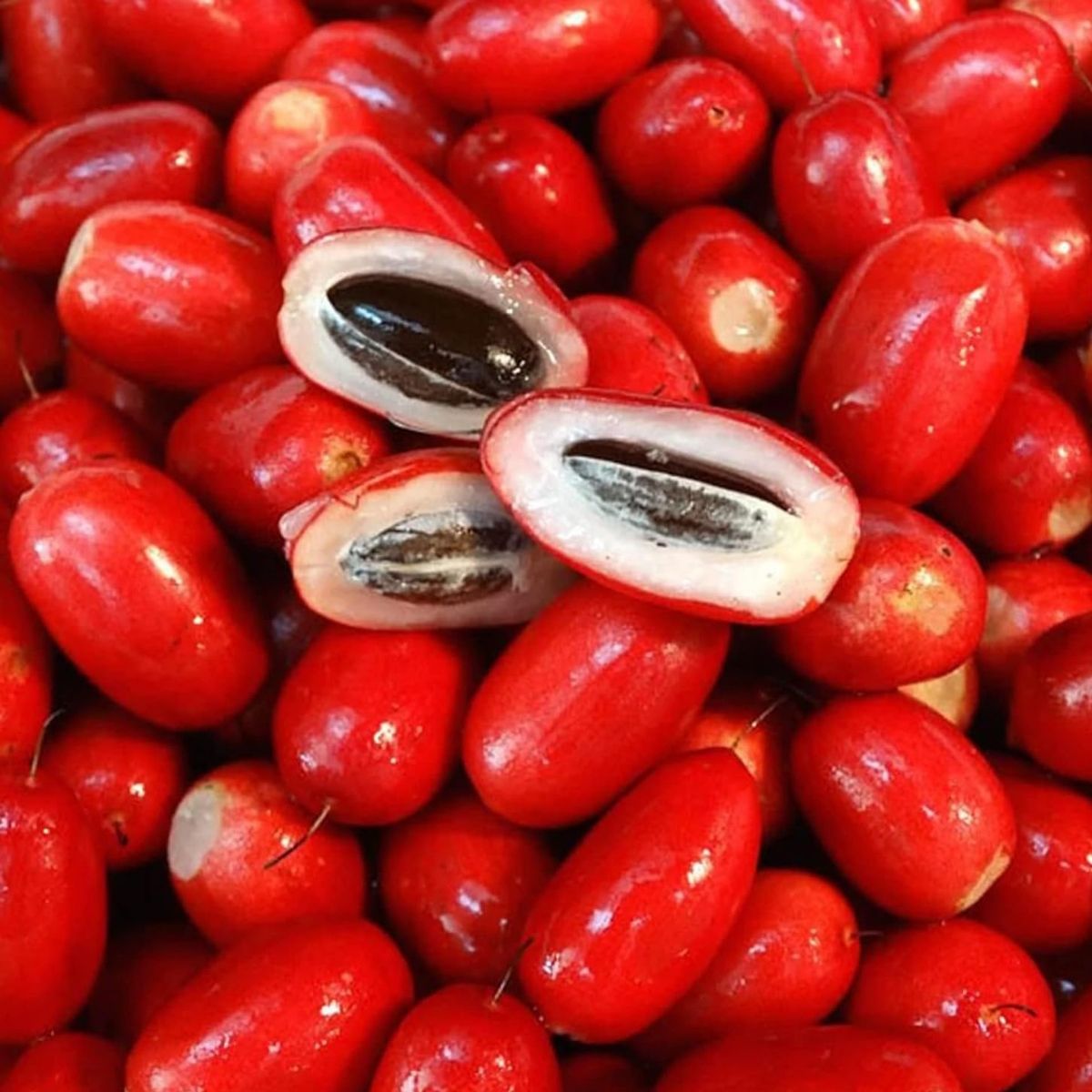 Fruta do Milagre Synsepalum dulcificum Pote 15 - Imagem 7