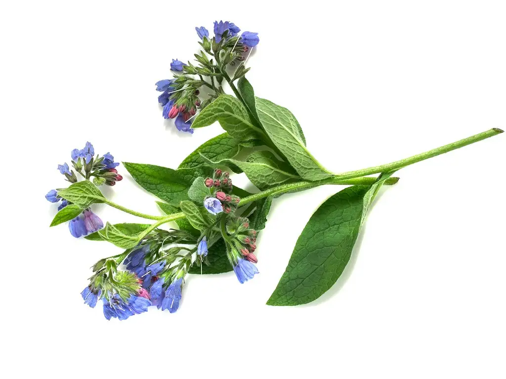 Confrei - Comfrey (Symphytum officinale) no Saquinho — foto 3