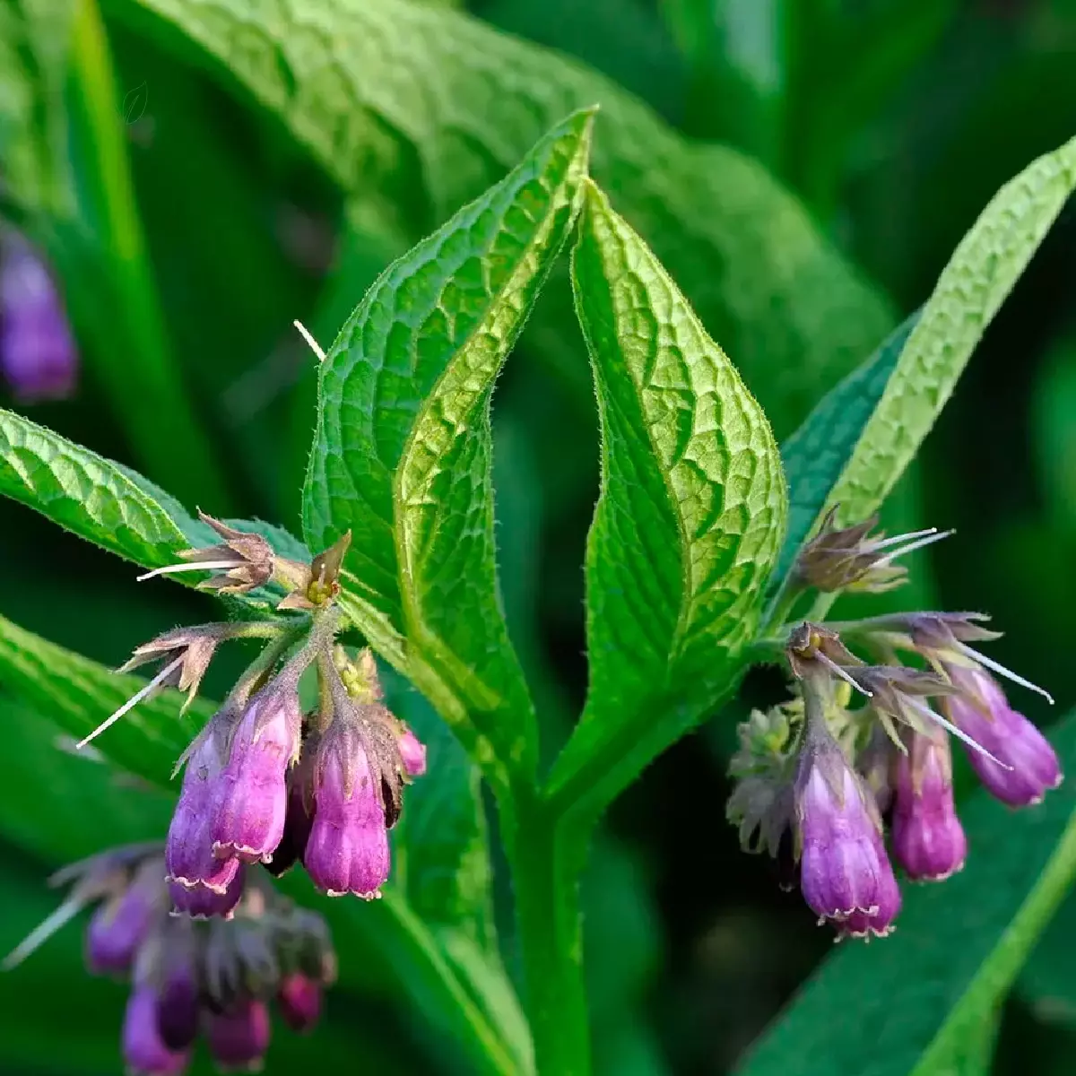 Confrei - Comfrey (Symphytum officinale) no Saquinho — foto 6