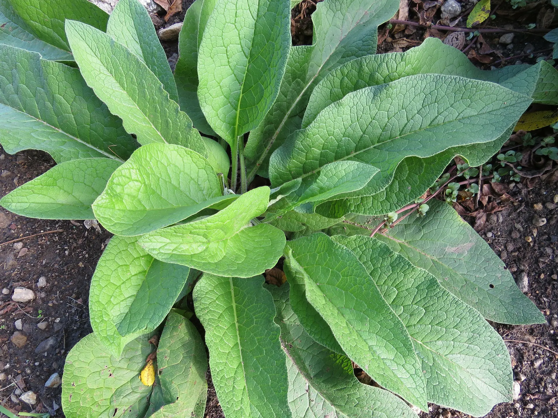 Confrei - Comfrey (Symphytum officinale) no Saquinho — foto 4