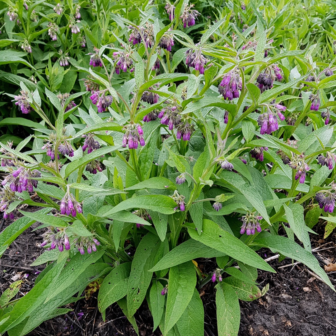 Confrei - Comfrey (Symphytum officinale) no Saquinho — foto 5