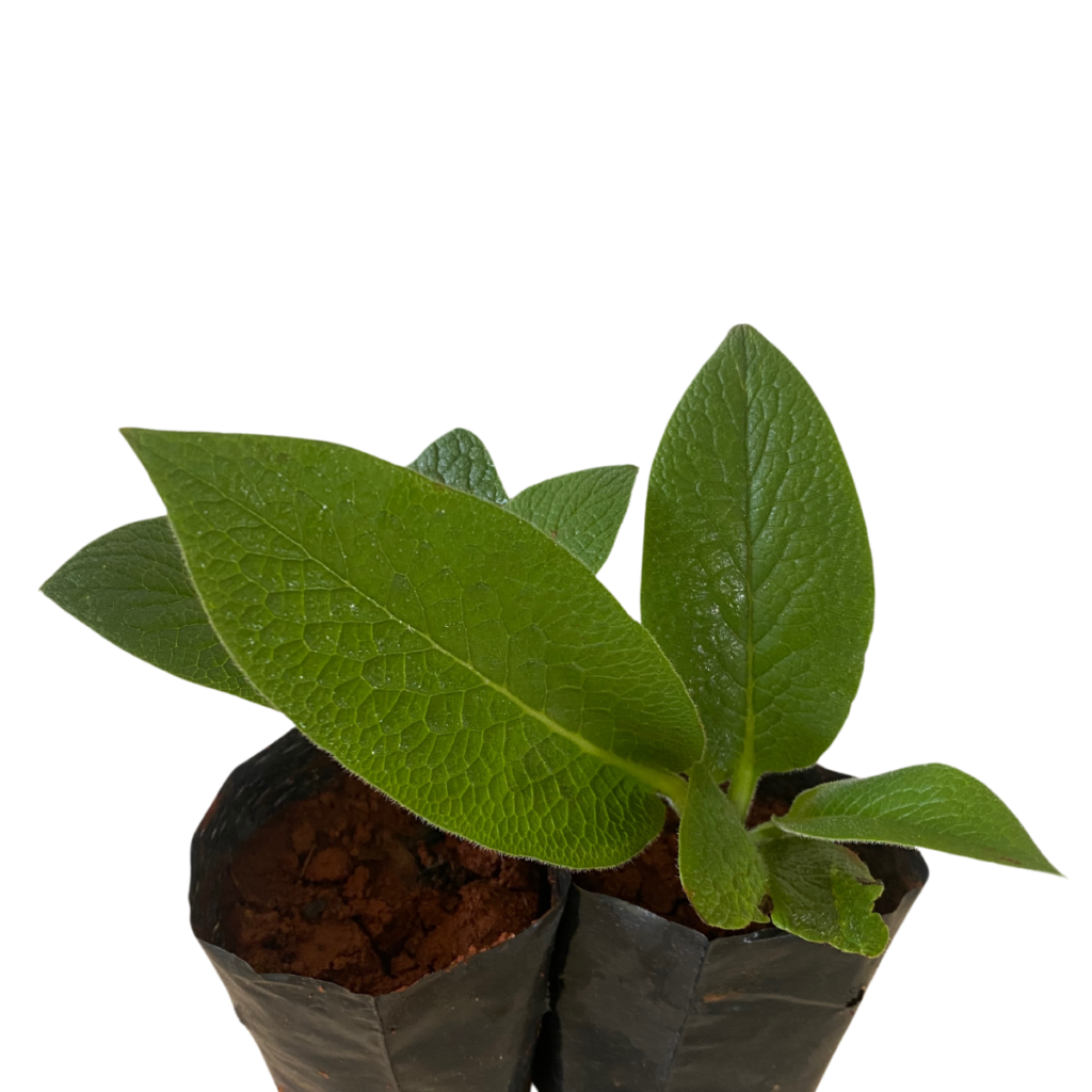 Confrei - Comfrey (Symphytum officinale) no Saquinho
