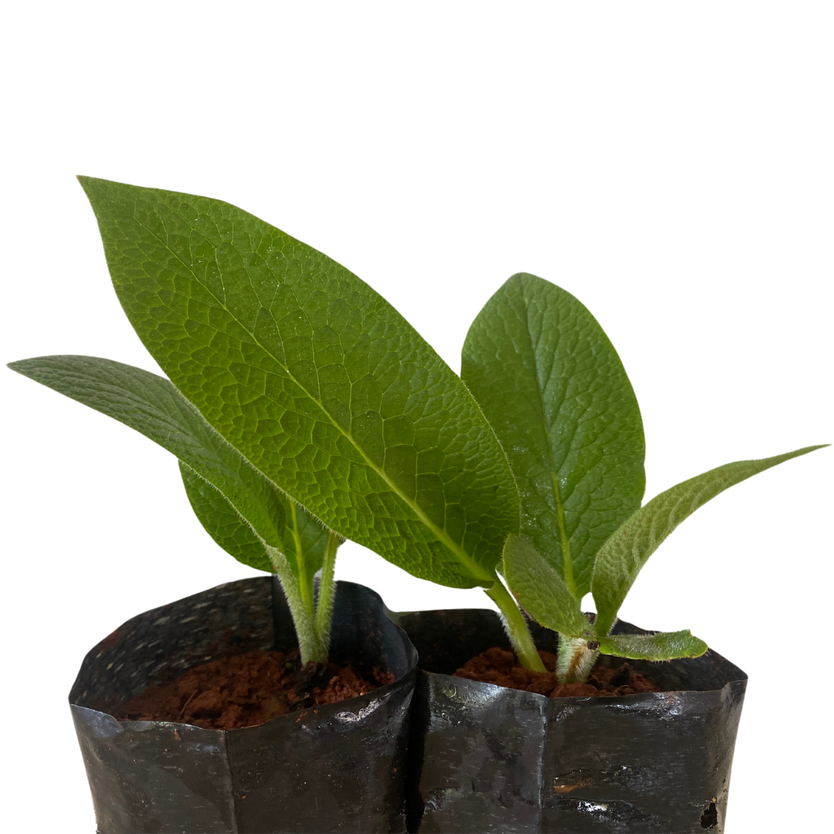Confrei - Comfrey (Symphytum officinale) no Saquinho — foto 8