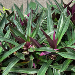 2 Mudas Abacaxi Roxo Variegata Tradescantia spathacea Pt 11