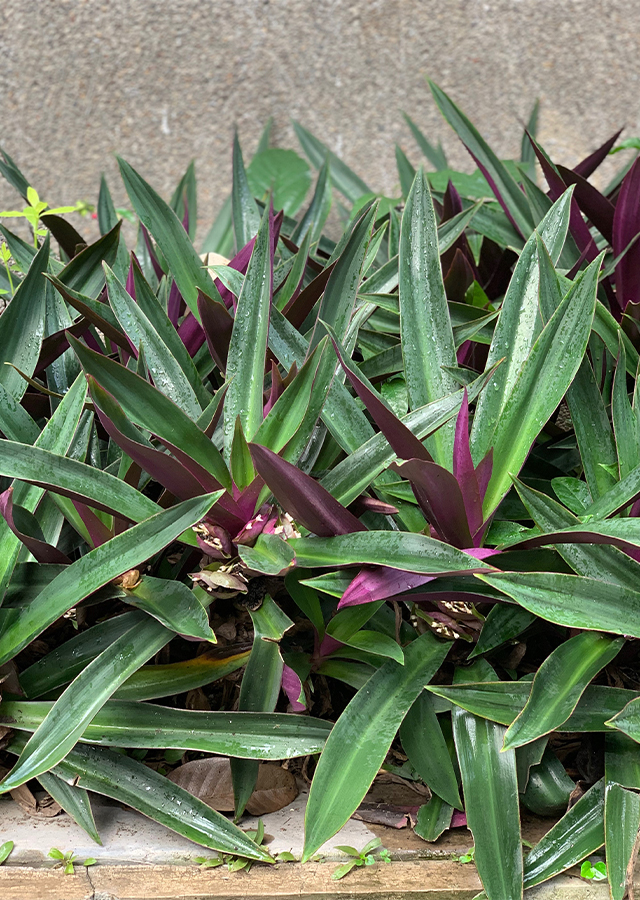 2 Mudas Abacaxi Roxo Variegata Tradescantia spathacea Pt 11