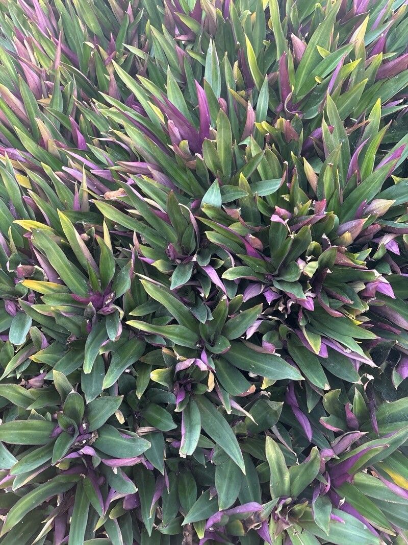 2 Mudas Abacaxi Roxo Variegata Tradescantia spathacea Pt 11 - Imagem 2
