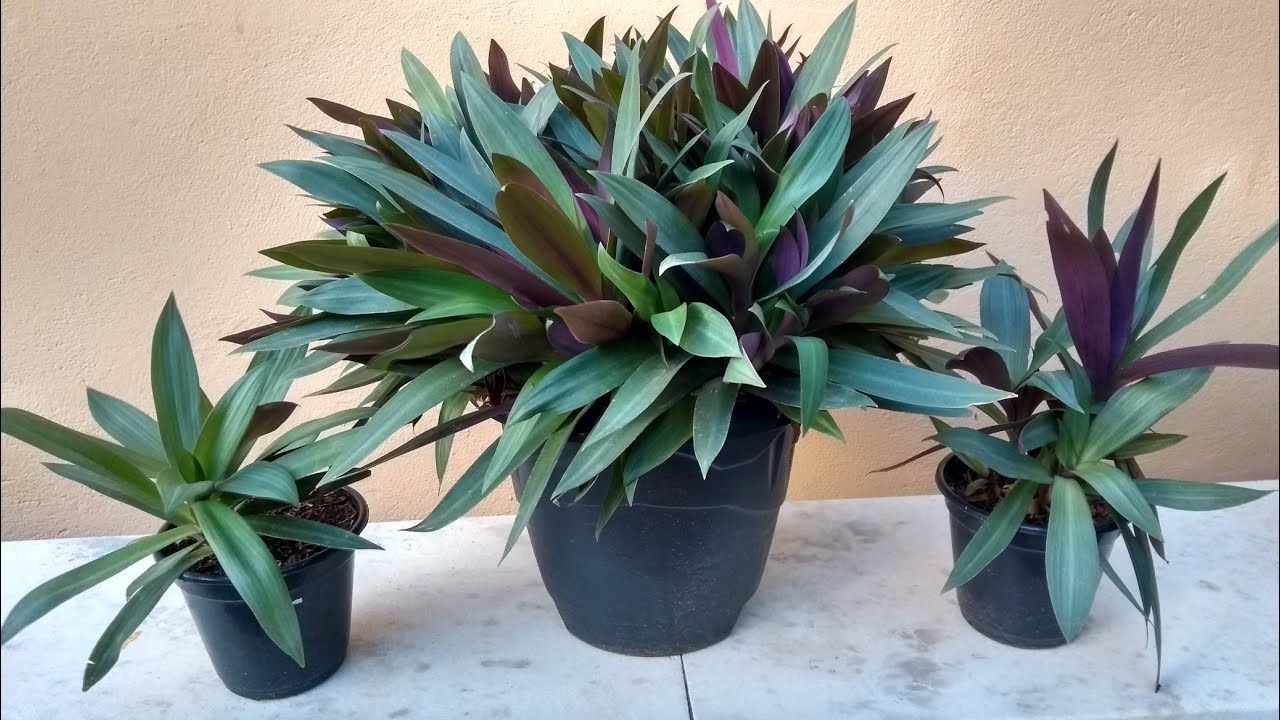 2 Mudas Abacaxi Roxo Variegata Tradescantia spathacea Pt 11 - Imagem 3
