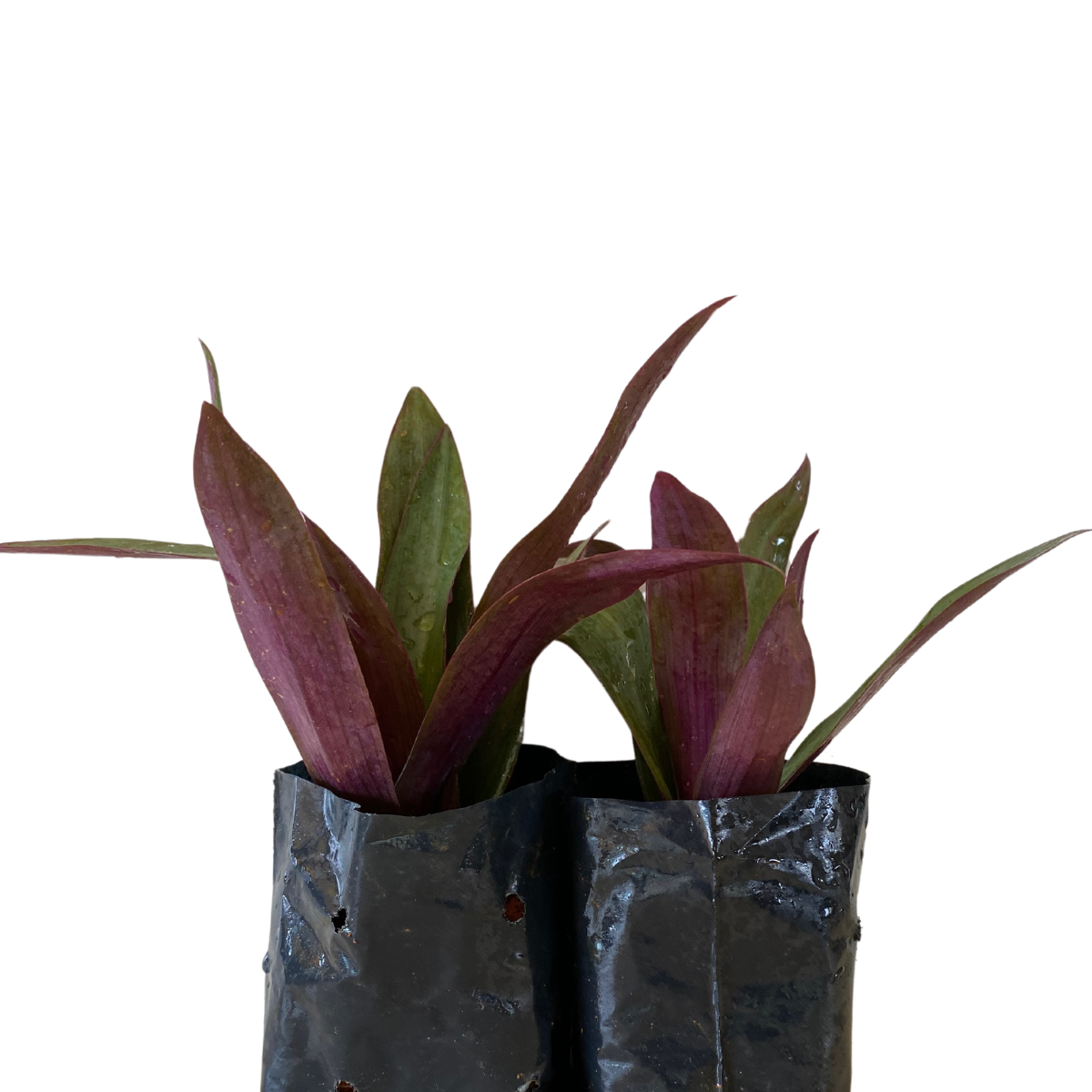 2 Mudas Abacaxi Roxo Variegata Tradescantia spathacea Pt 11 - Imagem 4