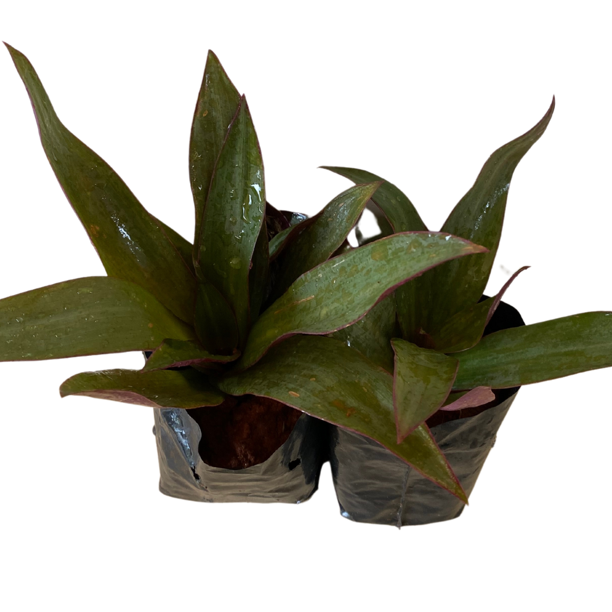 2 Mudas Abacaxi Roxo Variegata Tradescantia spathacea Pt 11 - Imagem 5