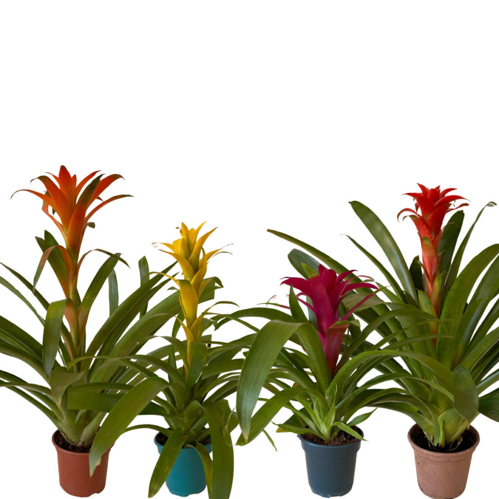 Kit 4 Bromélias Guzmania Sortidas