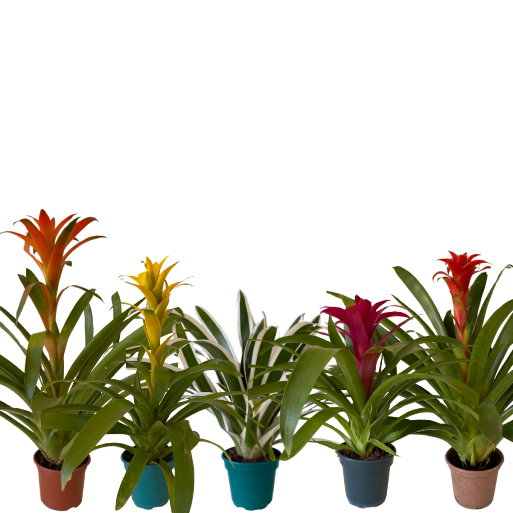 Kit 5 Bromélias Guzmania Sortidas