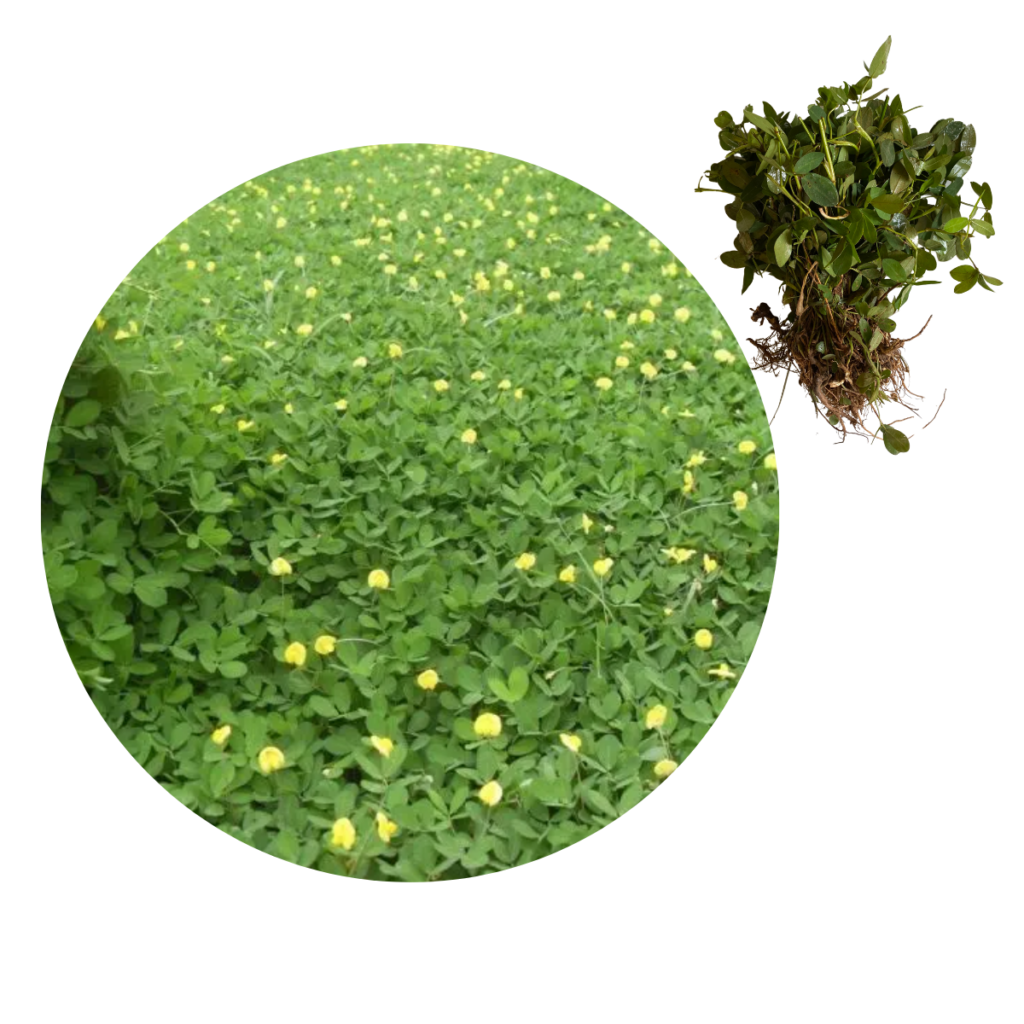 600 Mudas Amendoim Forrageiro para Jardinagem Raiz Nua