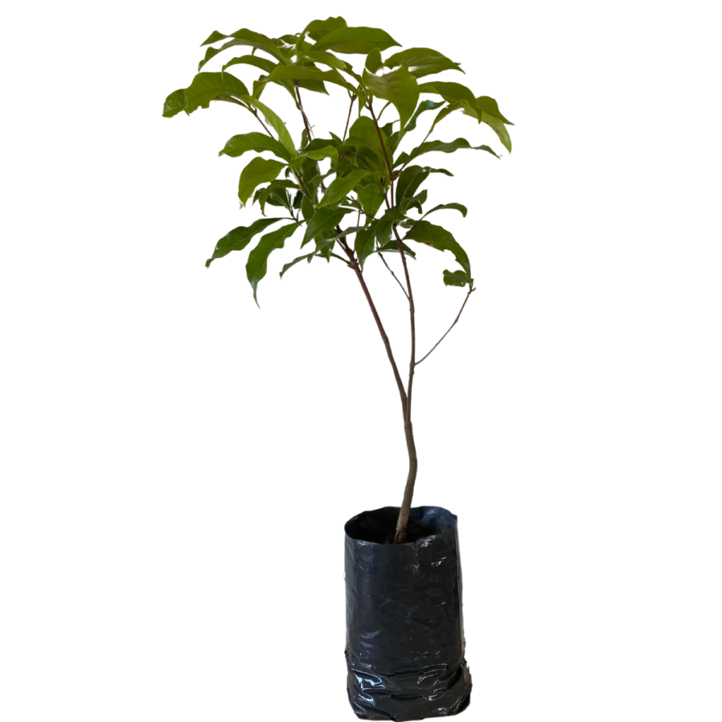 1 Muda Canela Sassafrás Aromática Medicinal Ocotea odorifera