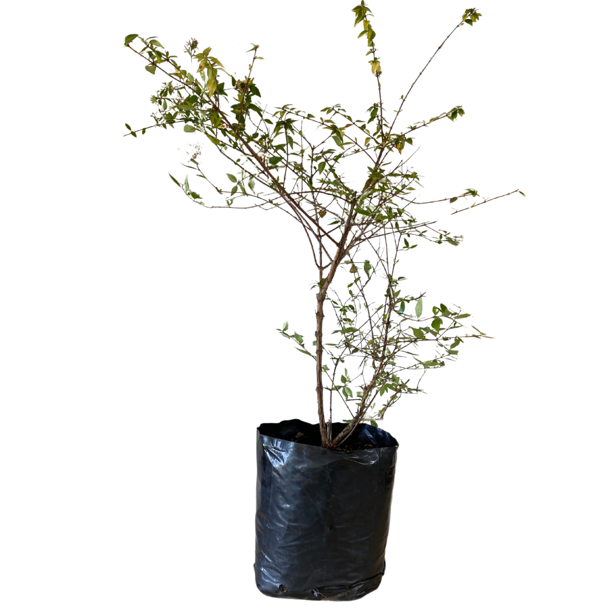 Abelia Aurea – Muda de Arbusto Ornamental Variegado 70cm