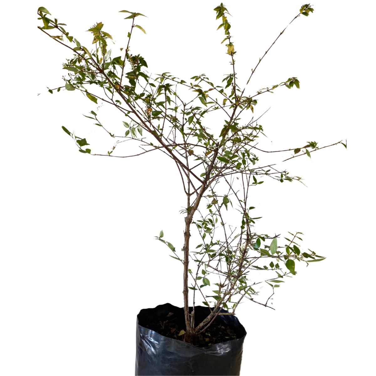 Abelia Aurea – Muda de Arbusto Ornamental Variegado 70cm — foto 3