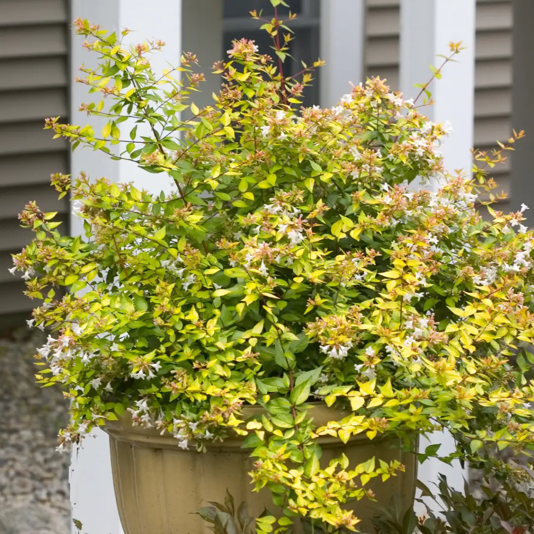 Abelia Aurea – Muda de Arbusto Ornamental Variegado 70cm — foto 5