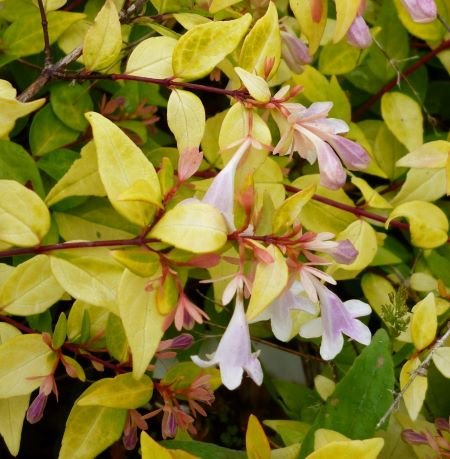 Abelia Aurea – Muda de Arbusto Ornamental Variegado 70cm — foto 8