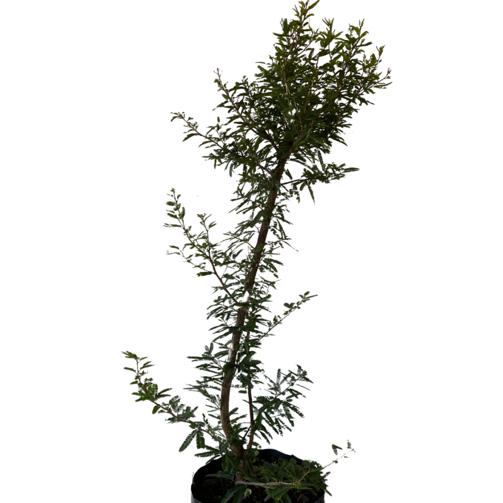 Caliandra brevipes – Muda de Arbusto Ornamental Rosa