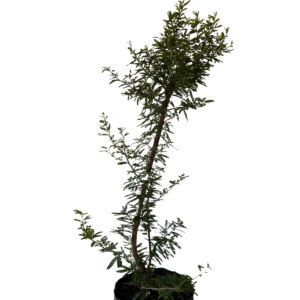 Caliandra tweedii Vermelha – Muda de Arbusto Ornamental Anão