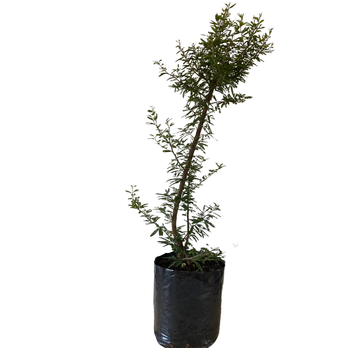 Caliandra Branca – Muda de Arbusto Ornamental Anão