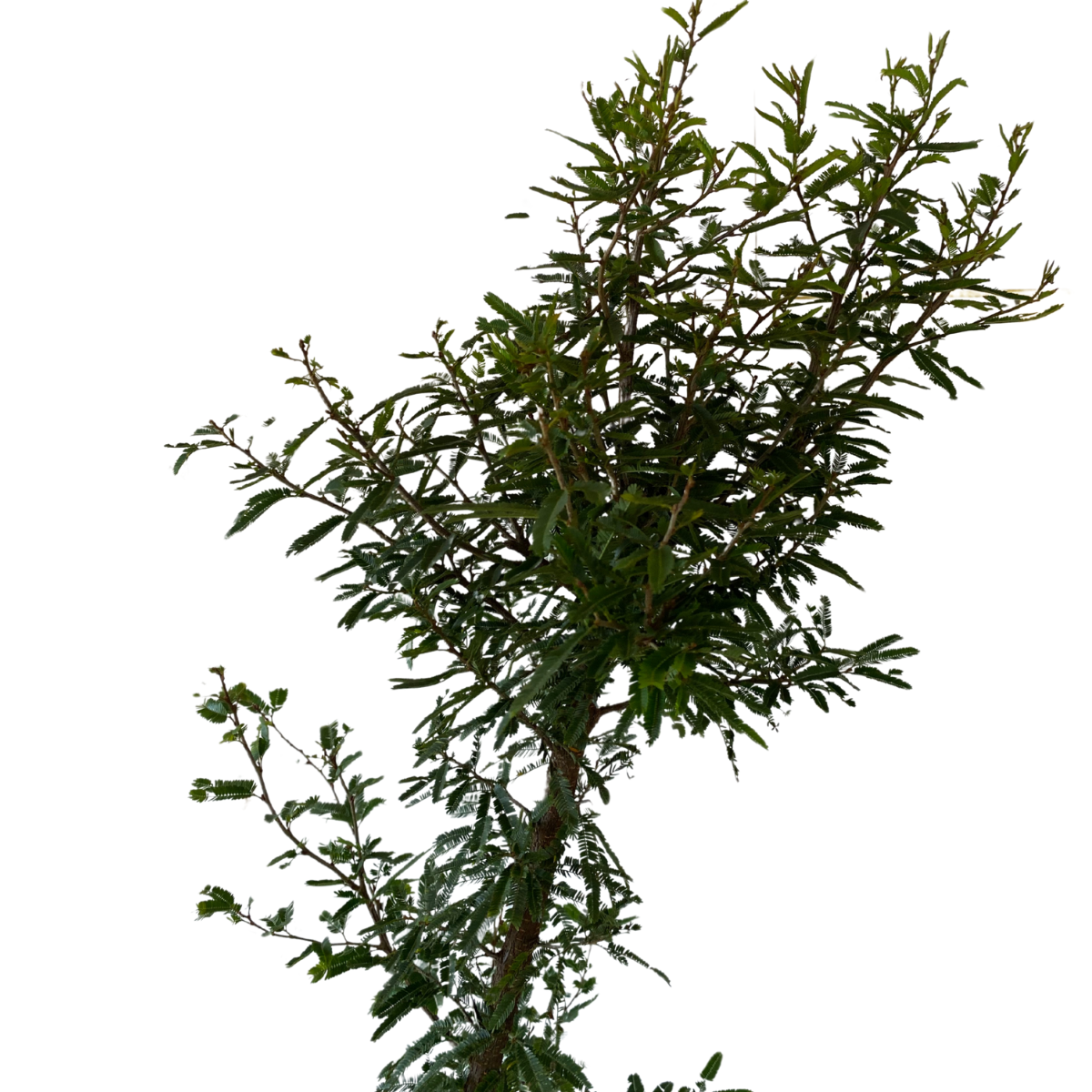 Caliandra Branca – Muda de Arbusto Ornamental Anão — foto 5