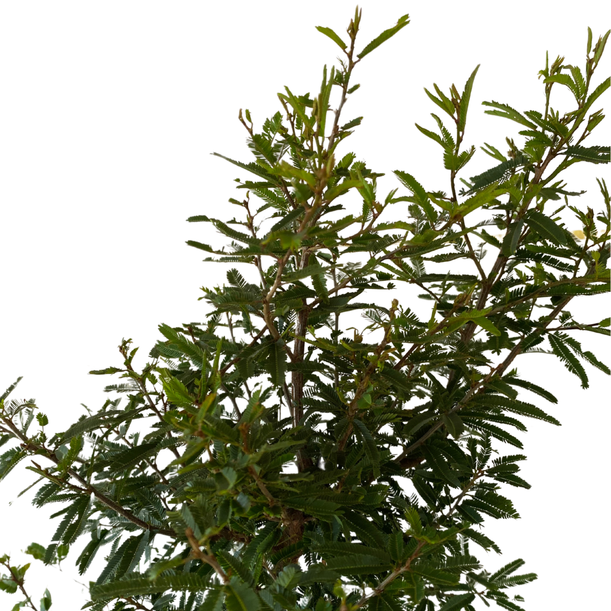 Caliandra Branca – Muda de Arbusto Ornamental Anão — foto 6