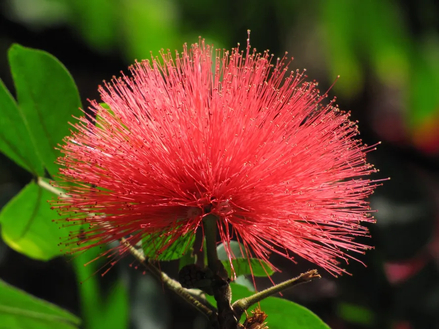 Caliandra Branca – Muda de Arbusto Ornamental Anão — foto 2