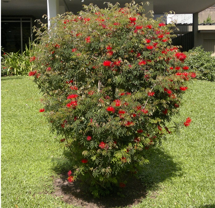 Caliandra Branca – Muda de Arbusto Ornamental Anão — foto 3