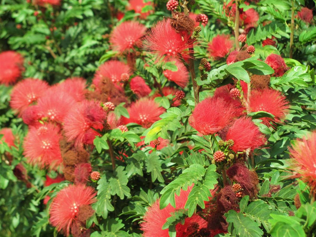 Caliandra Branca – Muda de Arbusto Ornamental Anão — foto 7